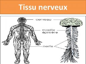 Neurone legende