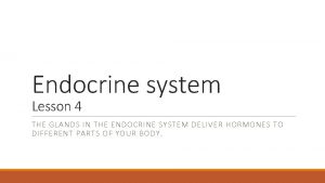 Endocrine system Lesson 4 THE GLANDS IN THE