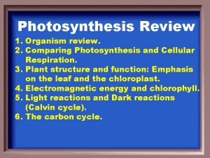 Photosynthesis Review 1 Organism review 2 Comparing Photosynthesis