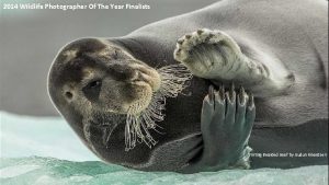 2014 Wildlife Photographer Of The Year Finalists Flirting