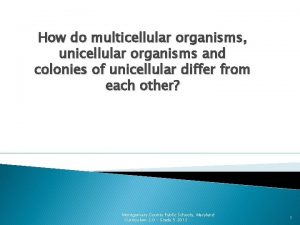 How do multicellular organisms unicellular organisms and colonies