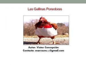 Las Gallinas Ponedoras Autor Vctor Concepcin Contacto marcosm