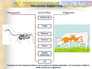 PROCESSO DIGESTIVO Monogastrici ANATOMIA Poligastrici Cavit buccale Esofago