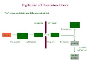 Regolazione dellEspressione Genica Puo essere regolata in una