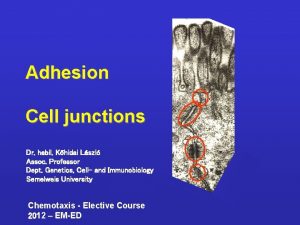 Adhesion Cell junctions Dr habil Khidai Lszl Assoc