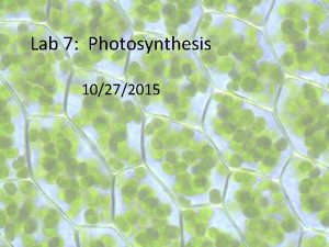 Lab 7 Photosynthesis 10272015 Basics of Photosynthesis process