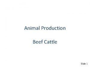 Beef cattle growth curve