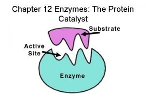 Chapter 12 Enzymes The Protein Catalyst Enzymes as