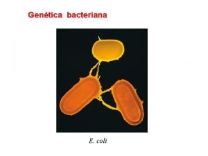 Conjugacion bacteriana