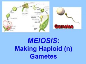 MEIOSIS Making Haploid n Gametes Meiosis Cell division
