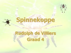 Spinnekoppe Rudolph de Villiers Graad 4 Wat is