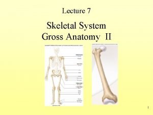 Lecture 7 Skeletal System Gross Anatomy II 1