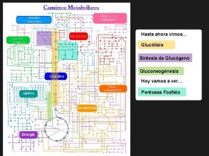 Hasta ahora vimos Gluclisis Sntesis de Glucgeno Gluconeognesis