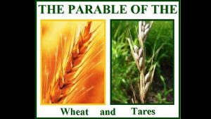 Matthew 13 24 27 Tares among Wheat Jesus