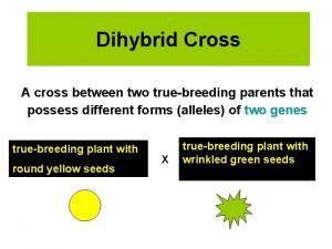 Dihybrid cross true breeding parents