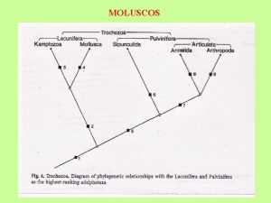 MOLUSCOS MOLUSCOS Triblsticos protstomos celomados esquizoclicos de simetra