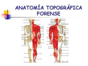 ANATOMA TOPOGRFICA FORENSE Laceracin y equimomas en el