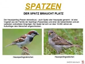 SPATZEN DER SPATZ BRAUCHT PLATZ Der Haussperling Passer