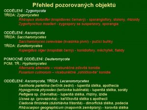 Pehled pozorovanch objekt ODDLEN Zygomycota TDA Zygomycetes Rhizopus