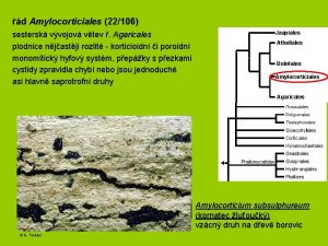 d Amylocorticiales 22106 sestersk vvojov vtev Agaricales plodnice