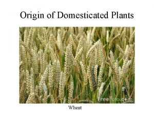 Origin of Domesticated Plants Wheat Most domesticated food