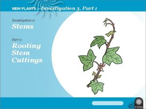 NEW PLANTS Investigation 2 Stems Part 1 Rooting