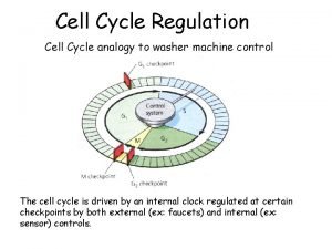 Cell Cycle Regulation Cell Cycle analogy to washer