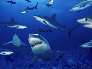 Sharks classification