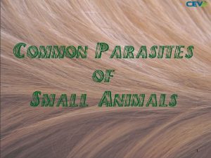 1 Objectives 1 To examine common small animal