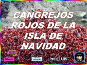 Cangrejos rojos de la isla de navidad