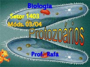 Biologia Setor 1403 Mds 0304 Prof Rafa PROTISTAS