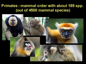 Primates mammal order with about 185 spp out