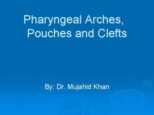 Pharyngeal arch pouch and cleft