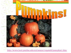 http www hort purdue eduextseniorvegetablpumpkin 1 htm Pumpkins