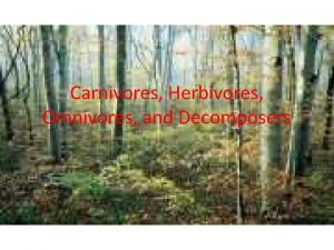 Omnivores, carnivores, herbivores and decomposers.