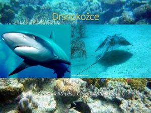 Drsnokožce