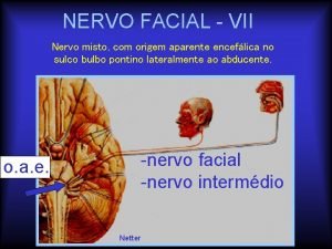 Nervo corda do timpano