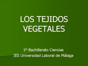 LOS TEJIDOS VEGETALES 1 Bachillerato Ciencias IES Universidad