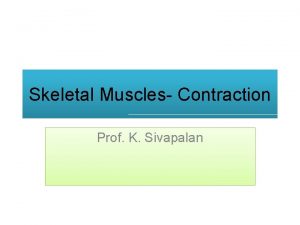 Skeletal Muscles Contraction Prof K Sivapalan Actin Filament