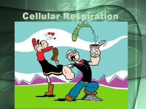 What is produced in cellular respiration