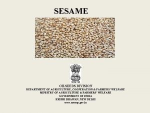 SESAME OILSEEDS DIVISION DEPARTMENT OF AGRICULTURE COOPERATION FARMERS