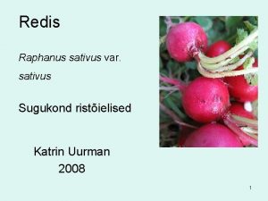 Redis Raphanus sativus var sativus Sugukond ristielised Katrin
