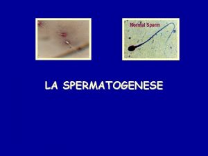 Spermatocytogenese
