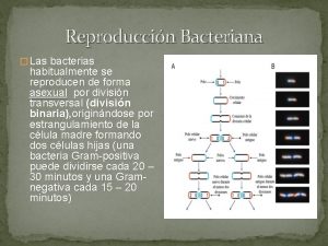 Reproduccin Bacteriana Las bacterias habitualmente se reproducen de