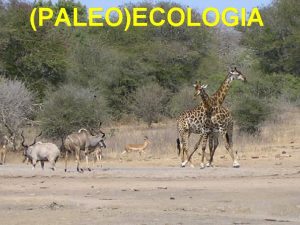 Paleoecologia