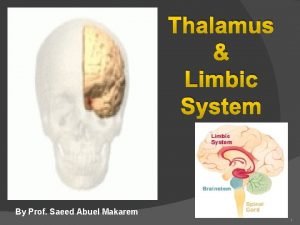 Thalamus Limbic System By Prof Saeed Abuel Makarem
