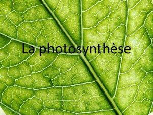 La photosynthse La feuille Structure permet fonction Le