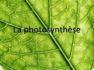 Photosystème 1 et 2