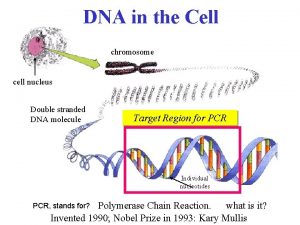 DNA in the Cell chromosome cell nucleus Double