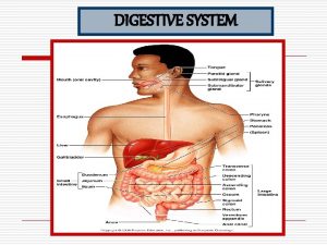 Digestive system diagram Digestive system diagram
